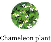 Chameleon plant