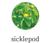 sicklepod