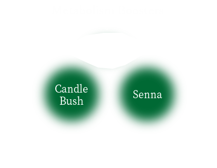 Ingredients for healthy movement  Aloe arborescens/Candle Bush/Senna