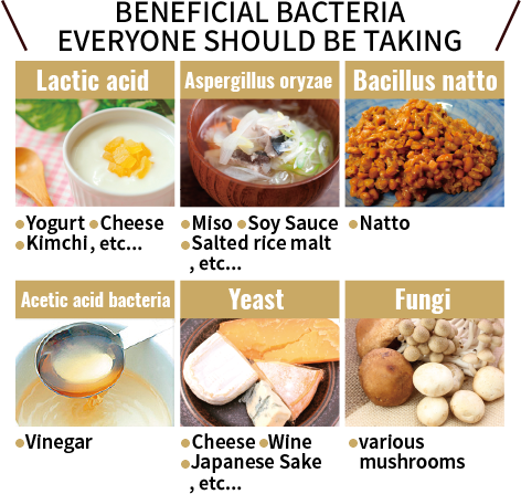 Major bacteria one should consume actively