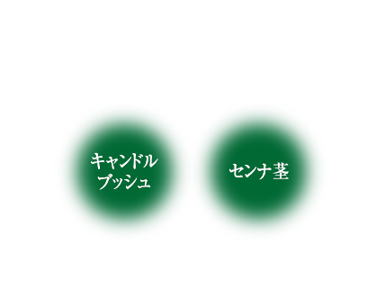 スッキリ成分　キダチアロエ／キャンドルブッシュ／センナ茎