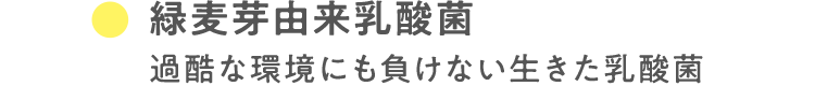 緑麦芽由来乳酸菌 過酷な環境にも負けない生きた乳酸菌